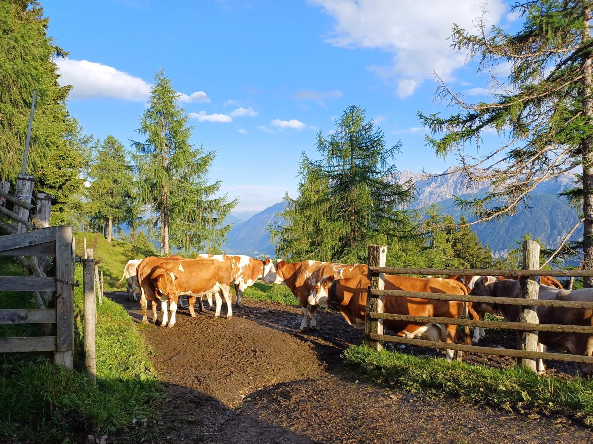Апартаменты Unterniggleralm Thurn Экстерьер фото